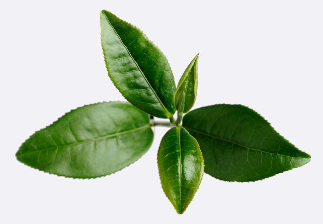 Green tea leaves